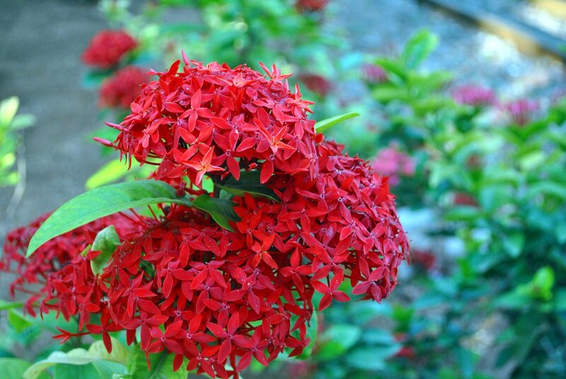 Red Ixora Flower Cluster — Vibrant, Afternoon