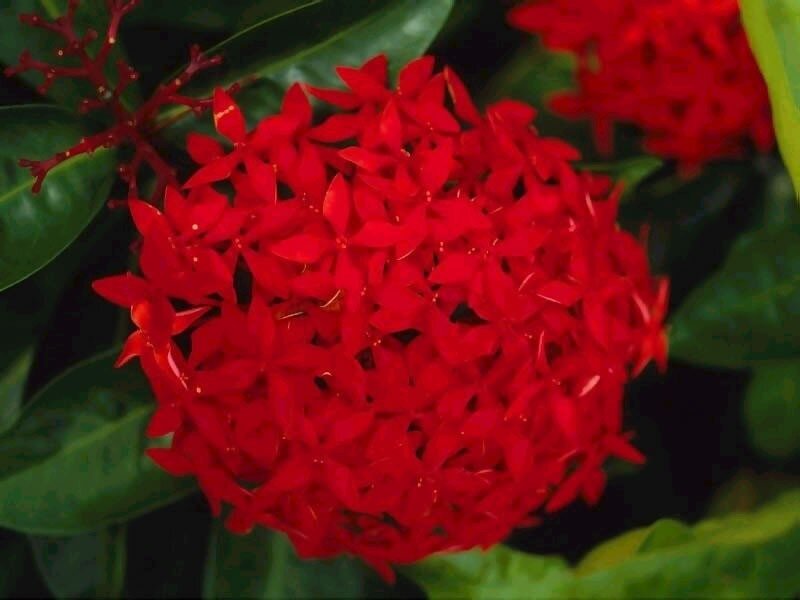 Red Ixora Flower Cluster — Vibrant