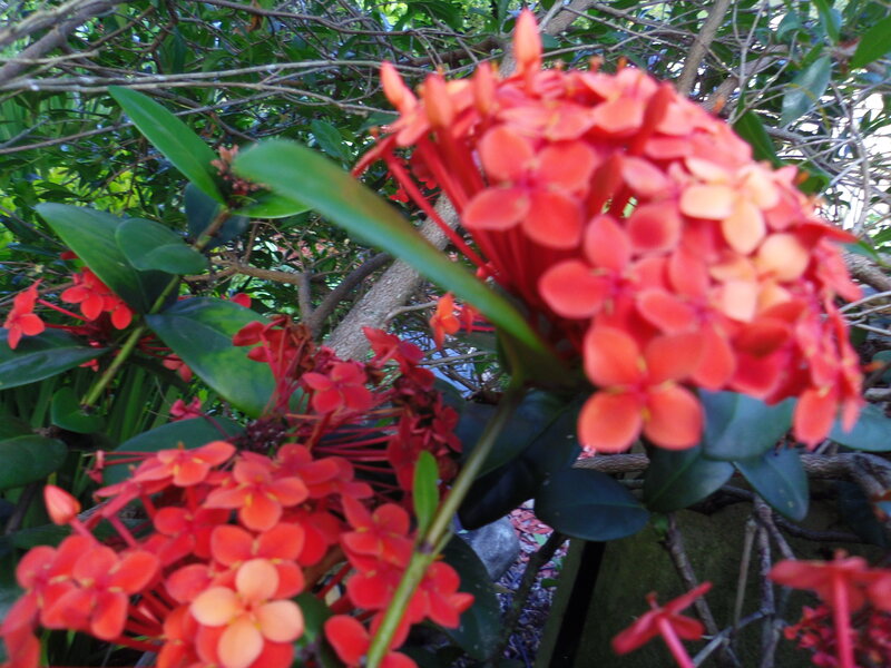 Red Ixora Flowers — Natural, Afternoon