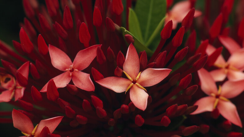 Red Ixora Flowers — Natural, Photograph