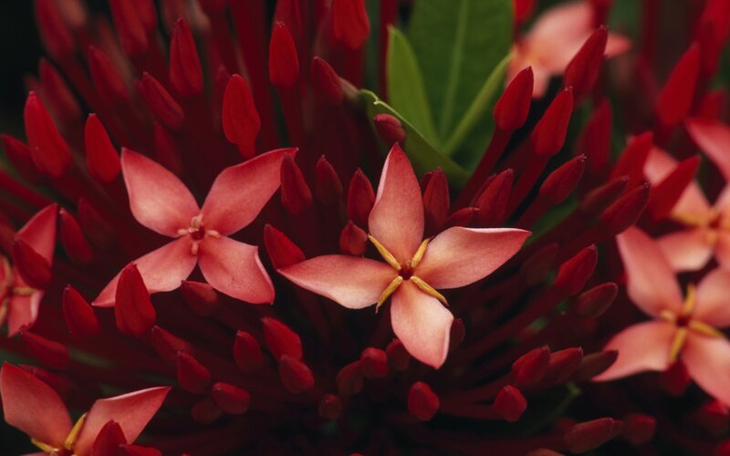 Red Ixora Flowers — Natural