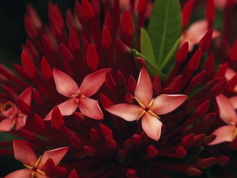 Red Ixora Flowers