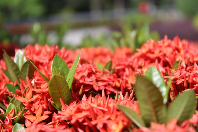 Red Ixora Flowers — Vibrant