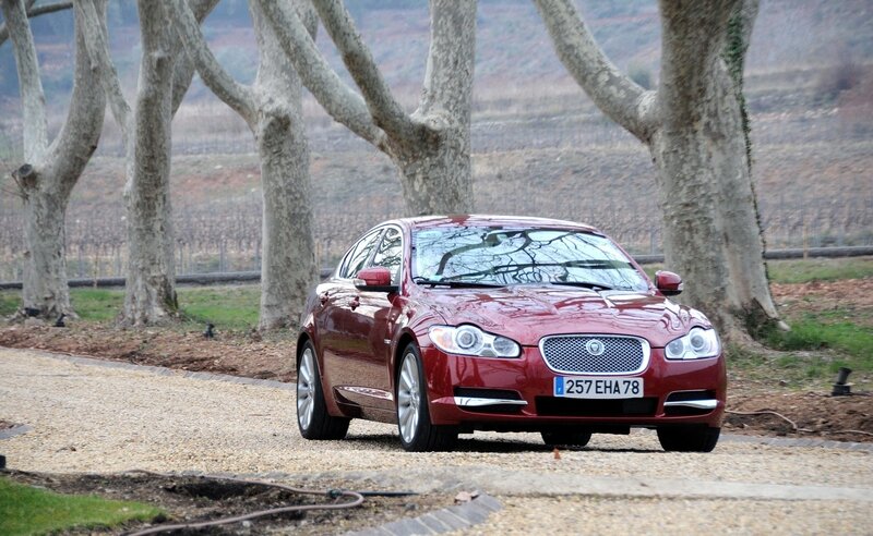 Red Jaguar in a vineyard