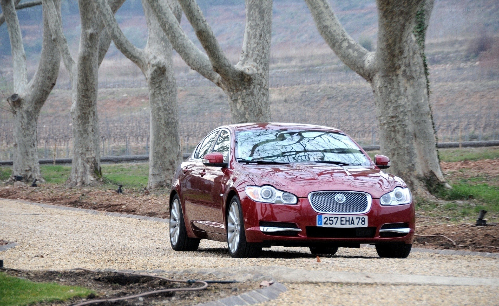 Red Jaguar in a vineyard