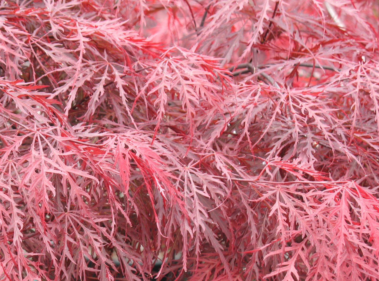 Red Japanese maple leaves