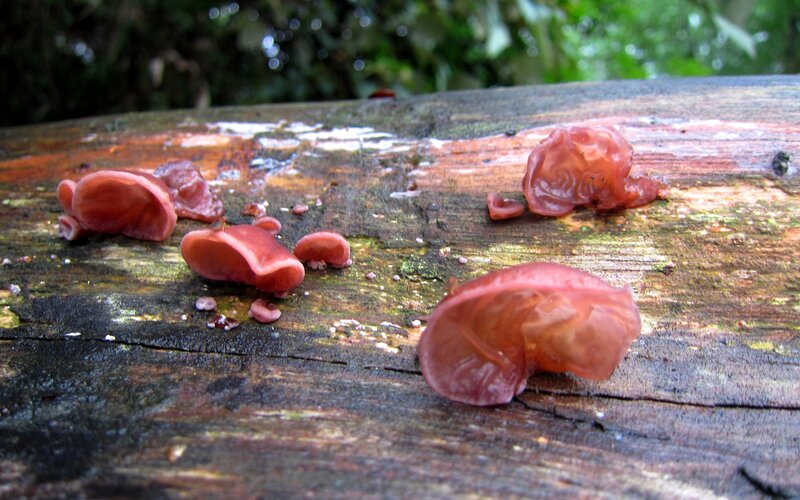 Red Jelly Fungi