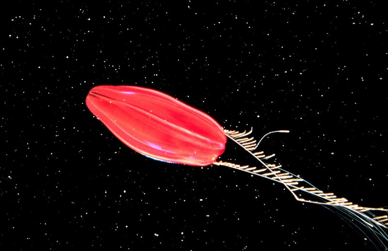 Red jellyfish in space