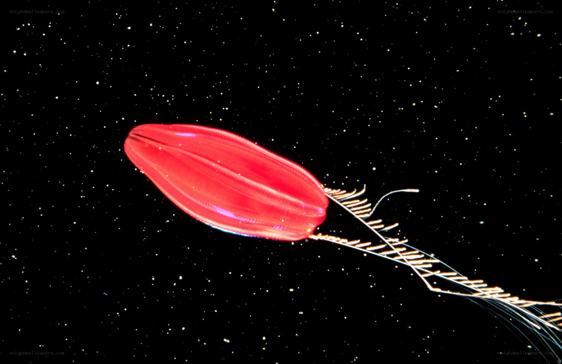 Red jellyfish in space