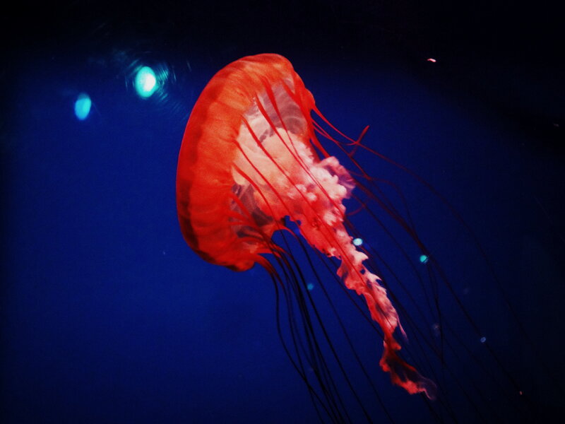 Red Jellyfish in Water — Serene, Night