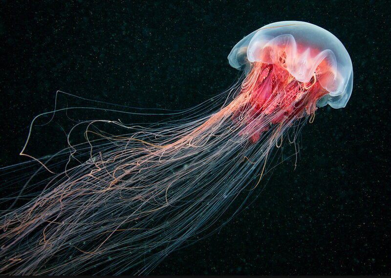 Red Jellyfish in Water