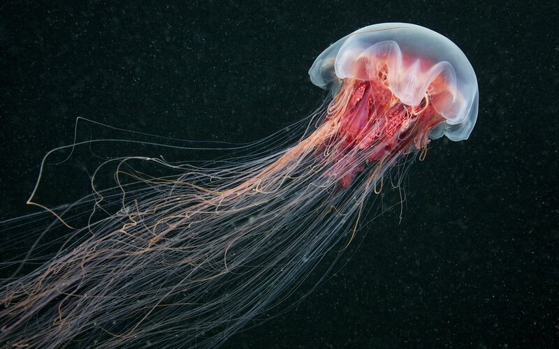 Red Jellyfish in Water — White