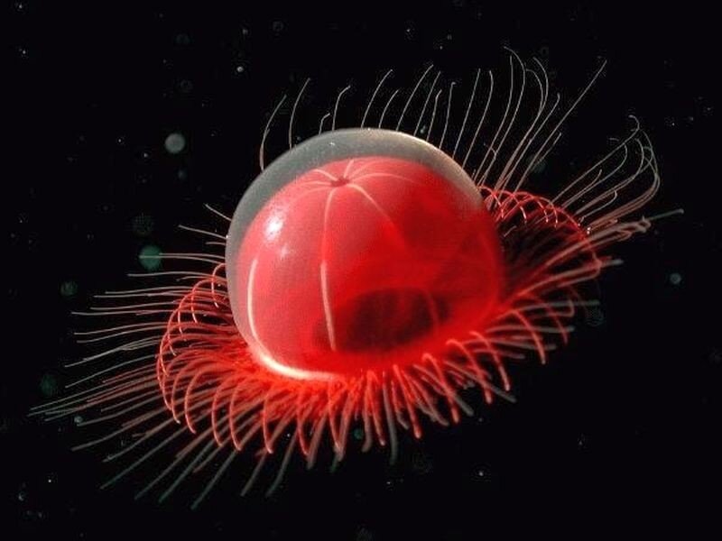 Red Jellyfish-like Creature