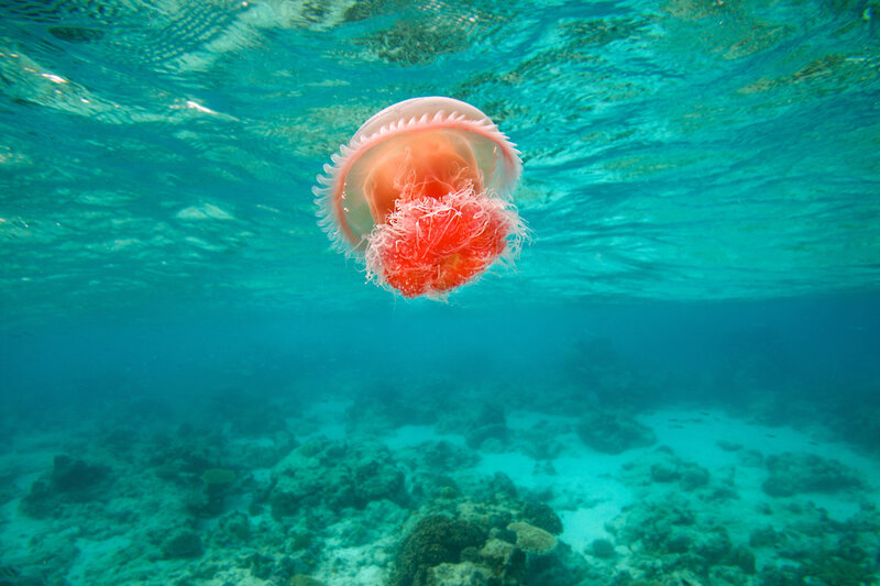 Red Jellyfish Underwater