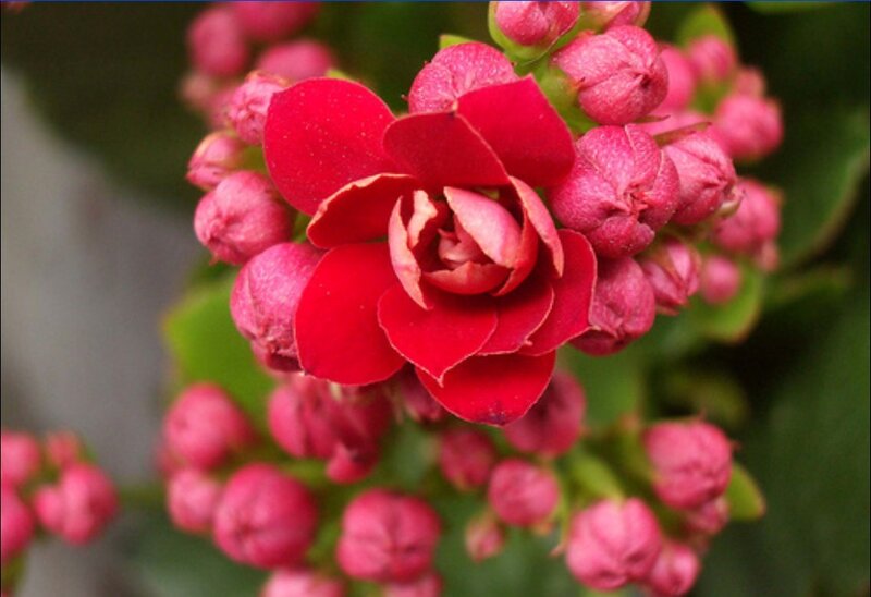 Red kalanchoe flower bloom