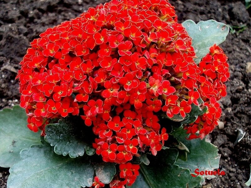 Red Kalanchoe Flower Cluster