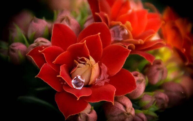 Red Kalanchoe Flower