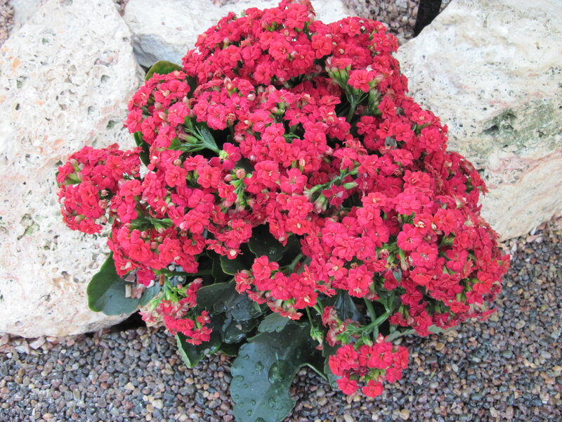 Red Kalanchoe Flowers — Calm, Photograph