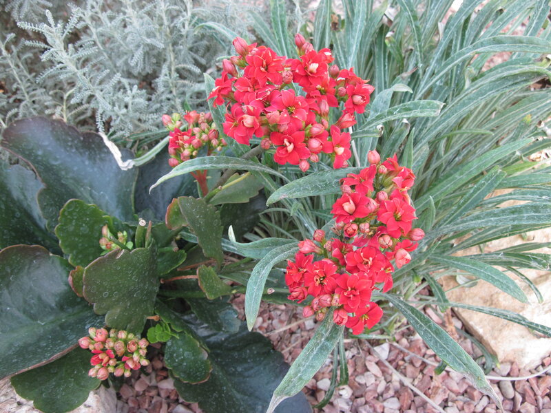 Red Kalanchoe Flowers — Calm