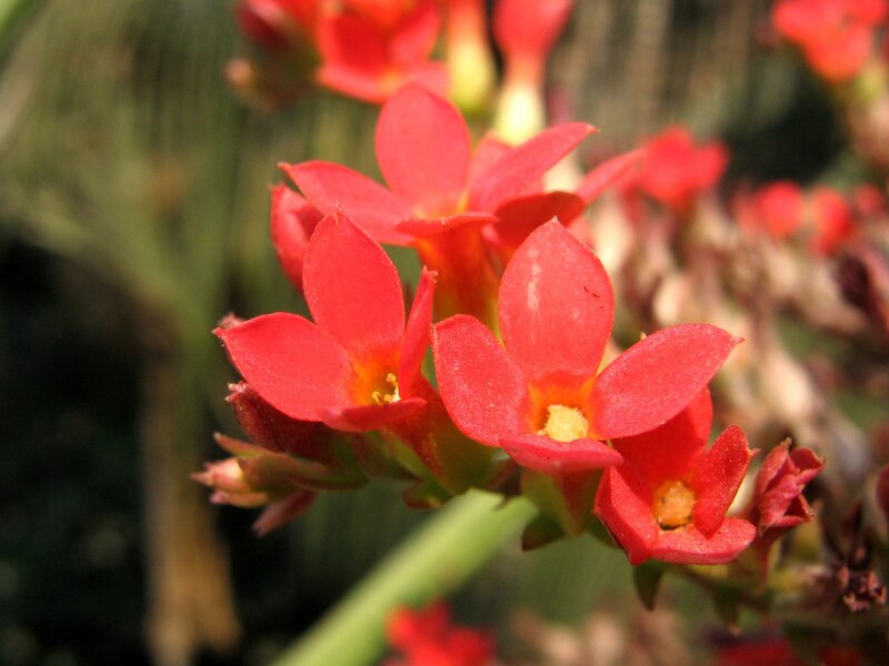 Red Kalanchoe Flowers — Natural, Afternoon