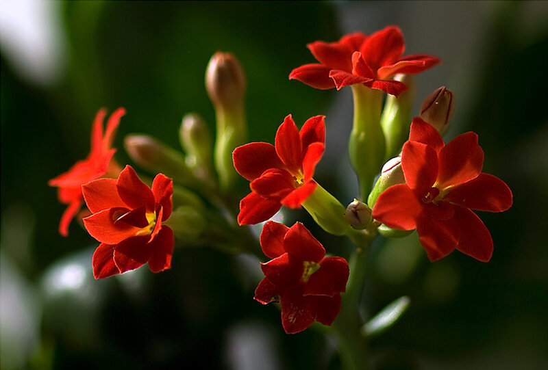 Red Kalanchoe Flowers — Natural, Photograph