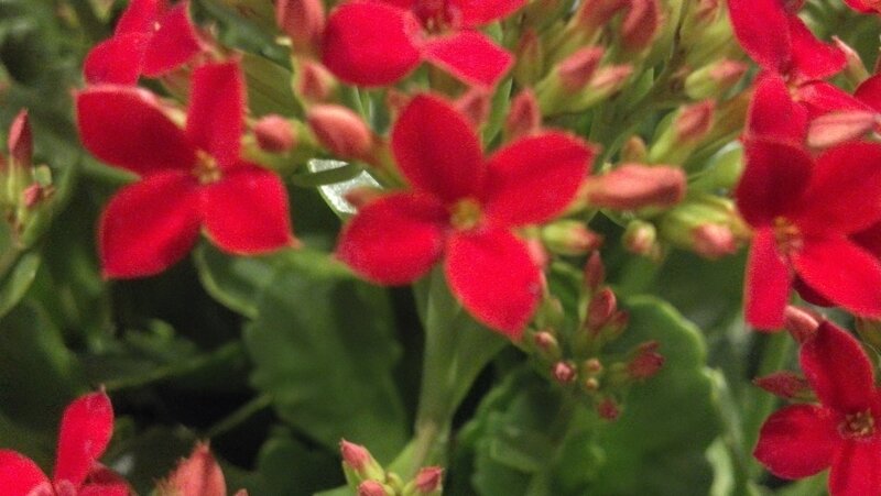 Red Kalanchoe Flowers — Natural