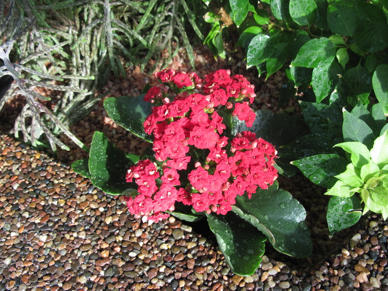 Red Kalanchoe Flowers — Serene, Afternoon