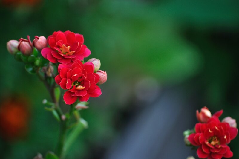 Red Kalanchoe Flowers — Serene
