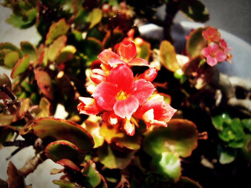 Red Kalanchoe Flowers