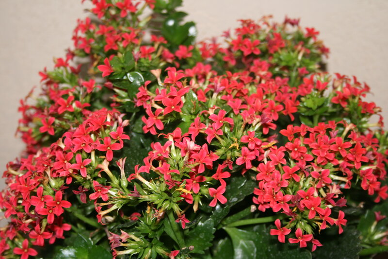 Red Kalanchoe Flowers — Vibrant, Photograph, Green Leaves