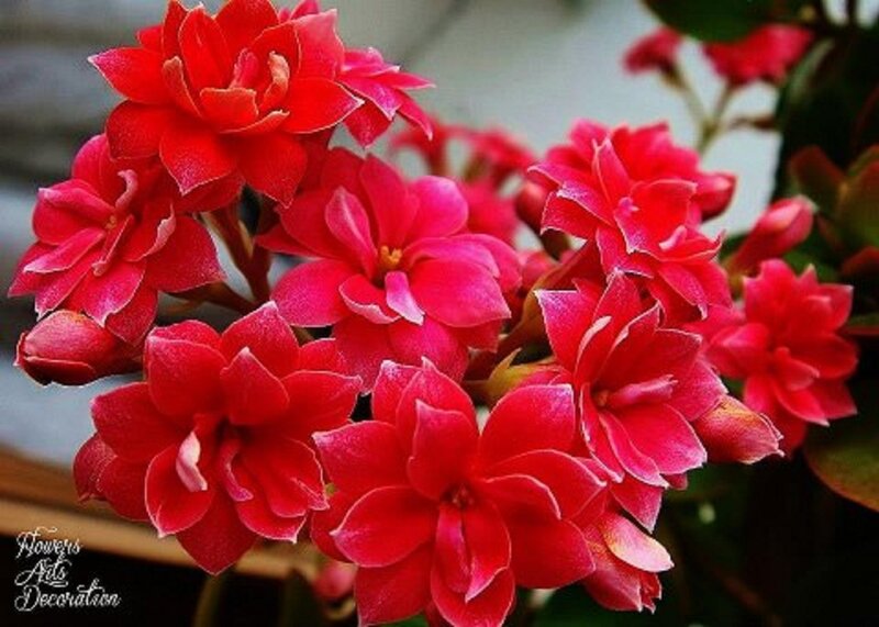 Red Kalanchoe Flowers — Vibrant, Photograph