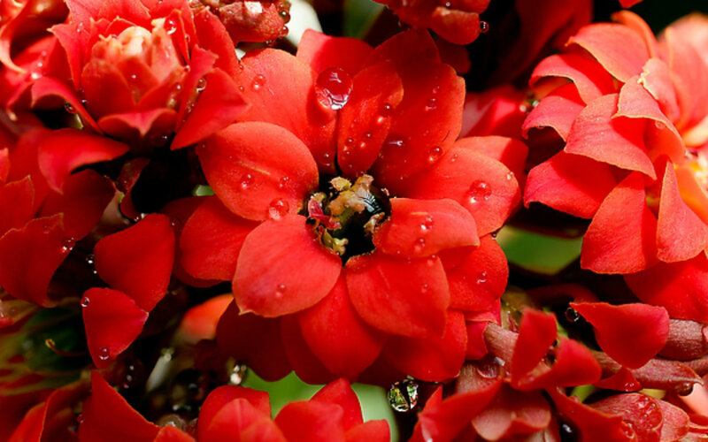 Red Kalanchoe Flowers — Vibrant, Photograph, Water Droplets