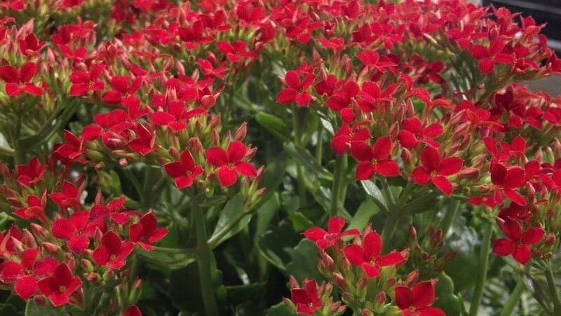Red Kalanchoe Flowers — Vibrant