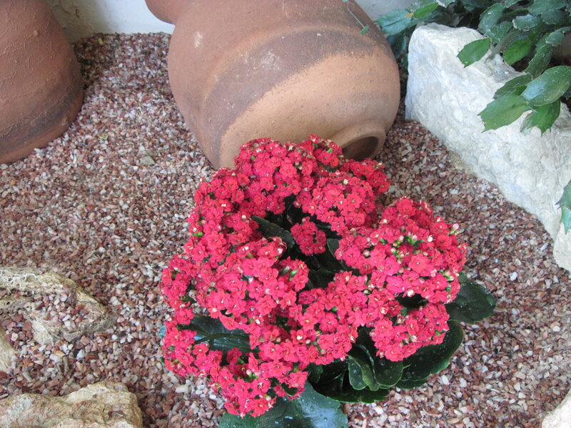 Red Kalanchoe Plant — Calm