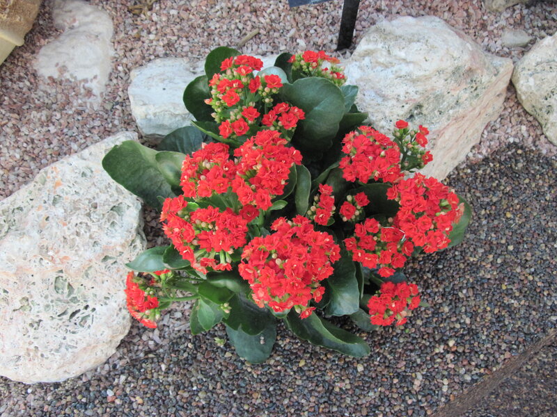 Red Kalanchoe Plant