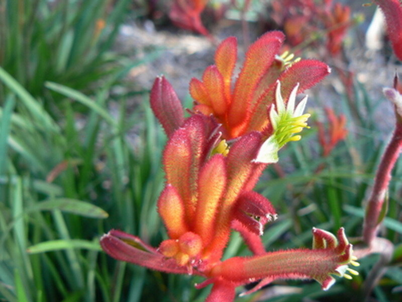 Red Kangaroo Paw Flower