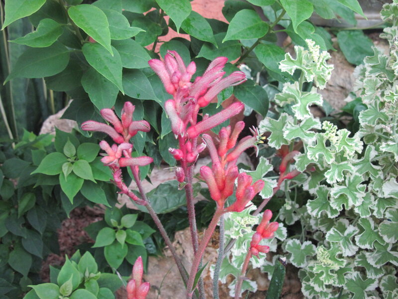 Red Kangaroo Paw Flowers