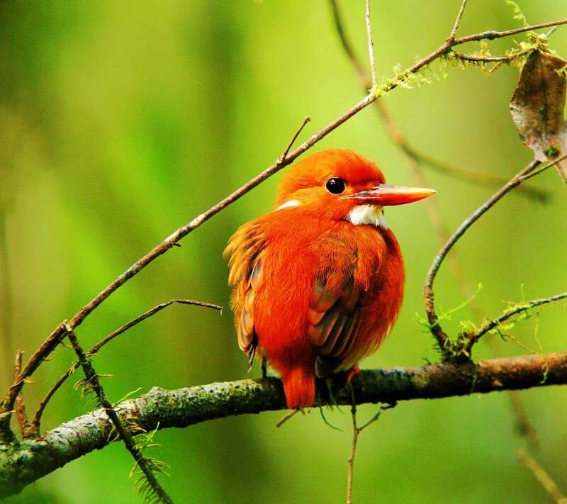 Red Kingfisher Bird — Calm