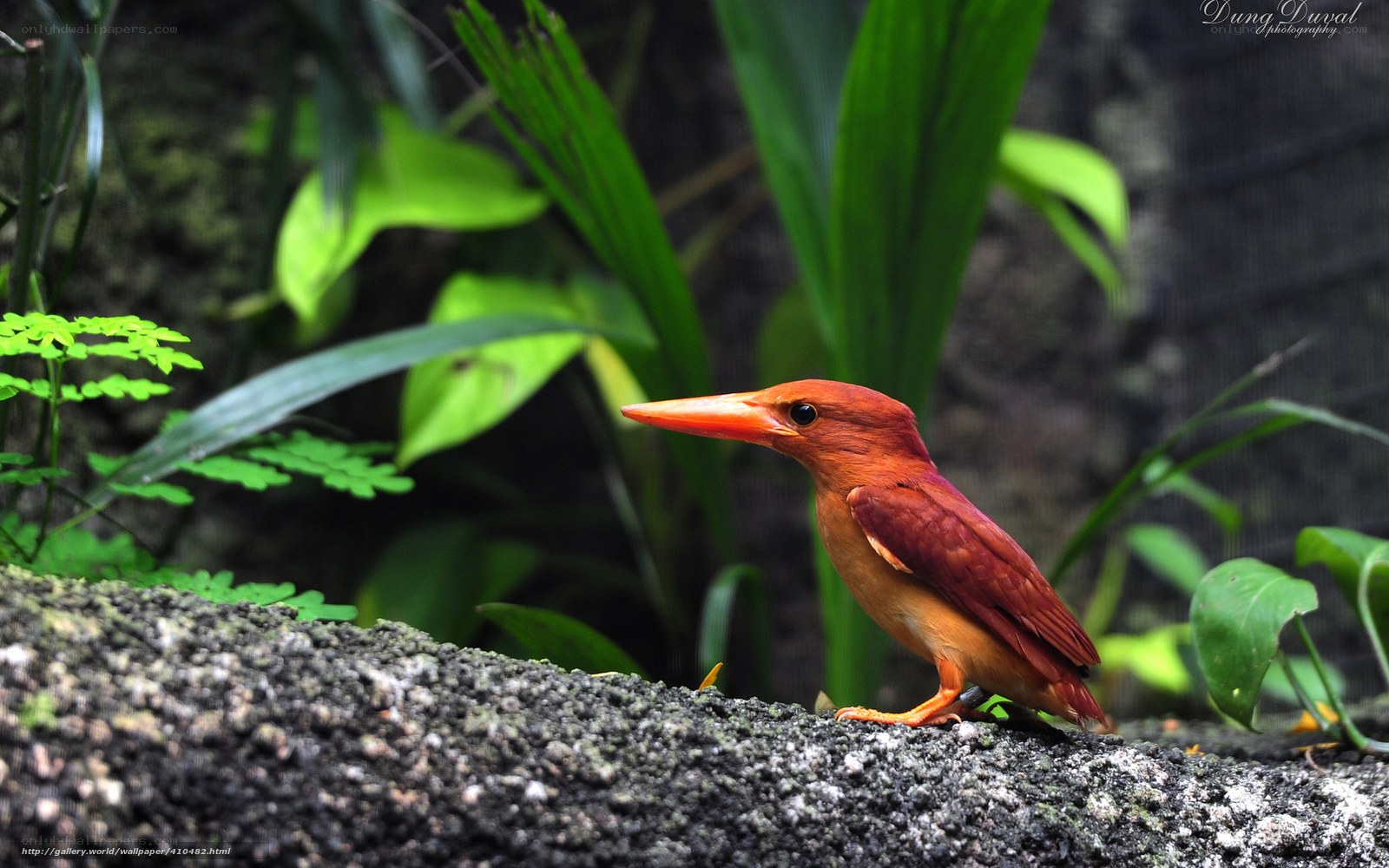 Red kingfisher on a rock