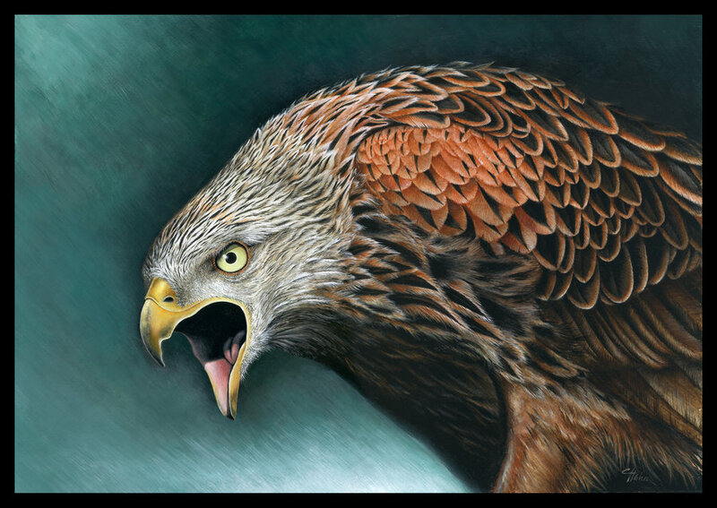 Red Kite Bird