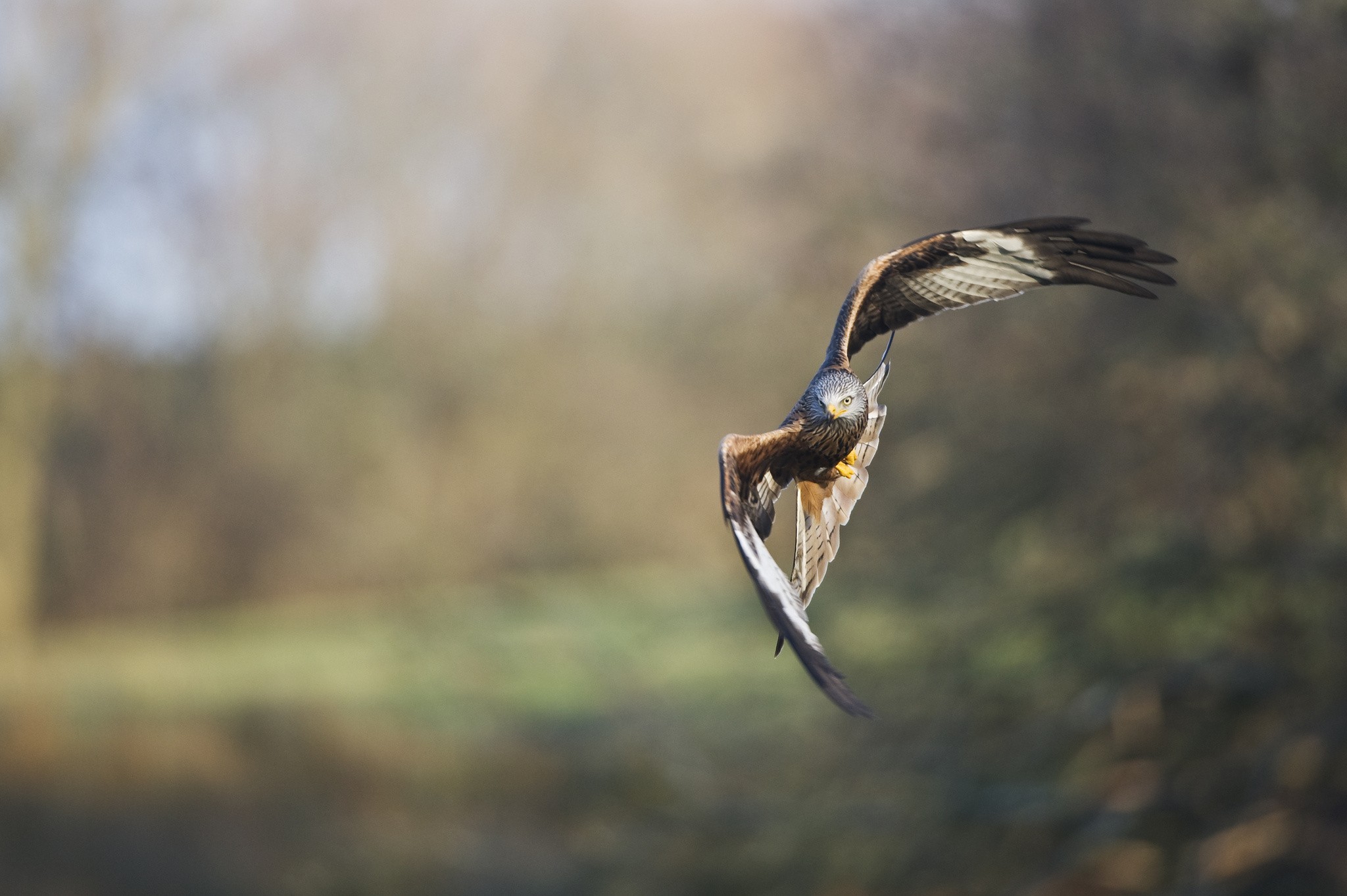 Red kite in flight