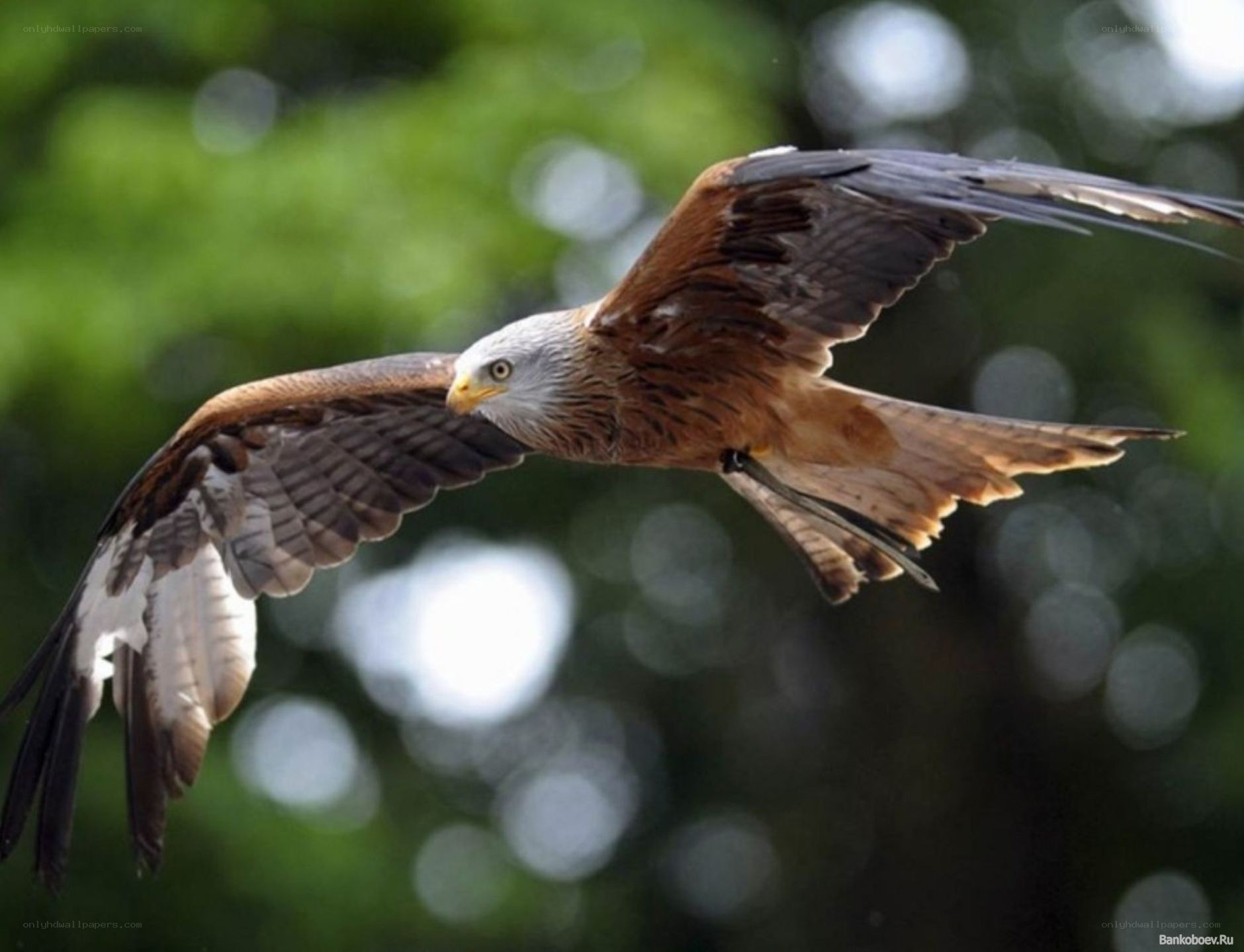 Red kite in flight