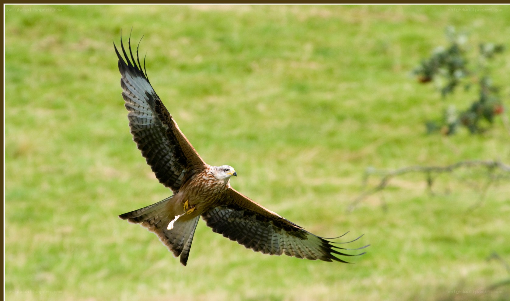 Red kite in flight