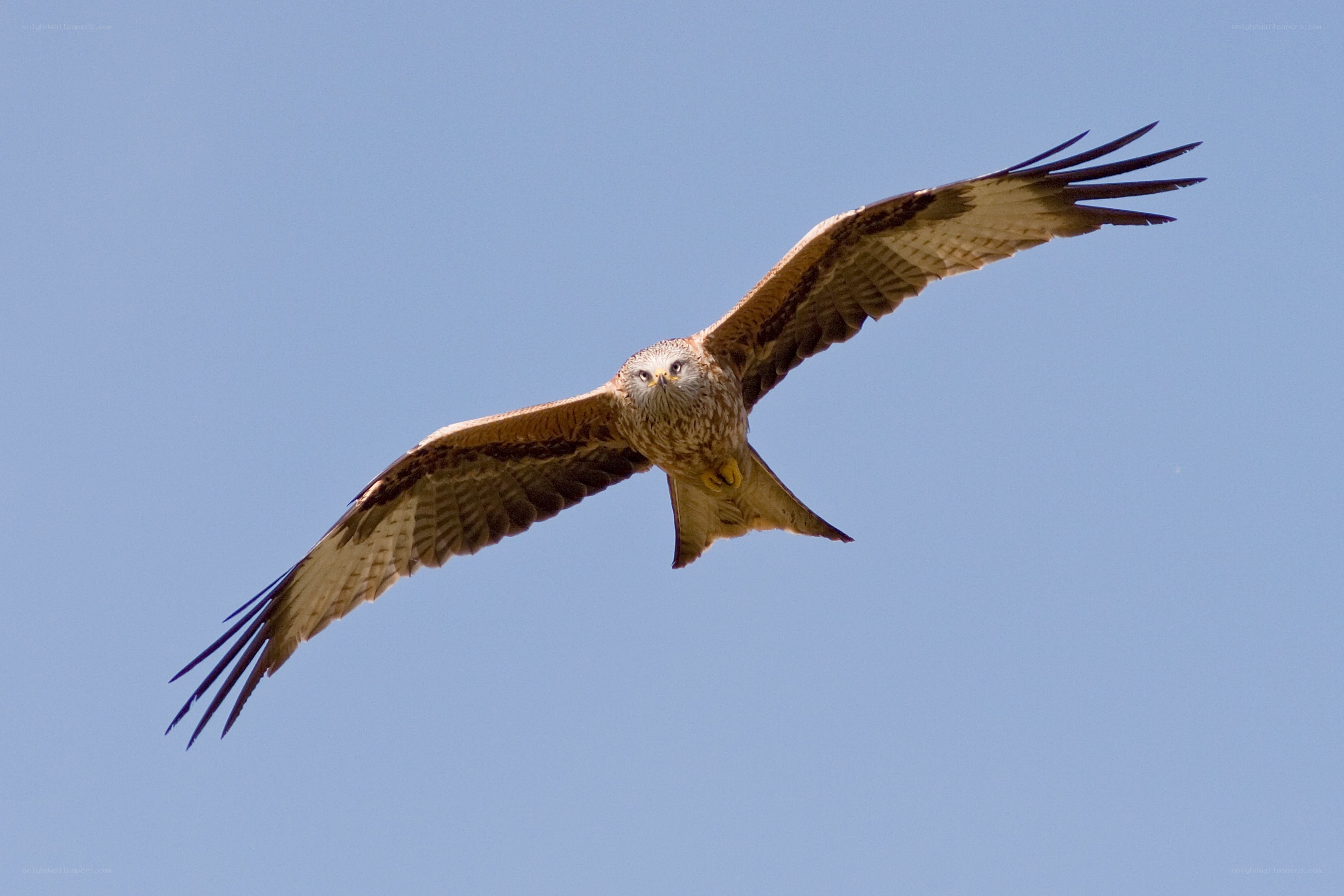 Red kite in flight