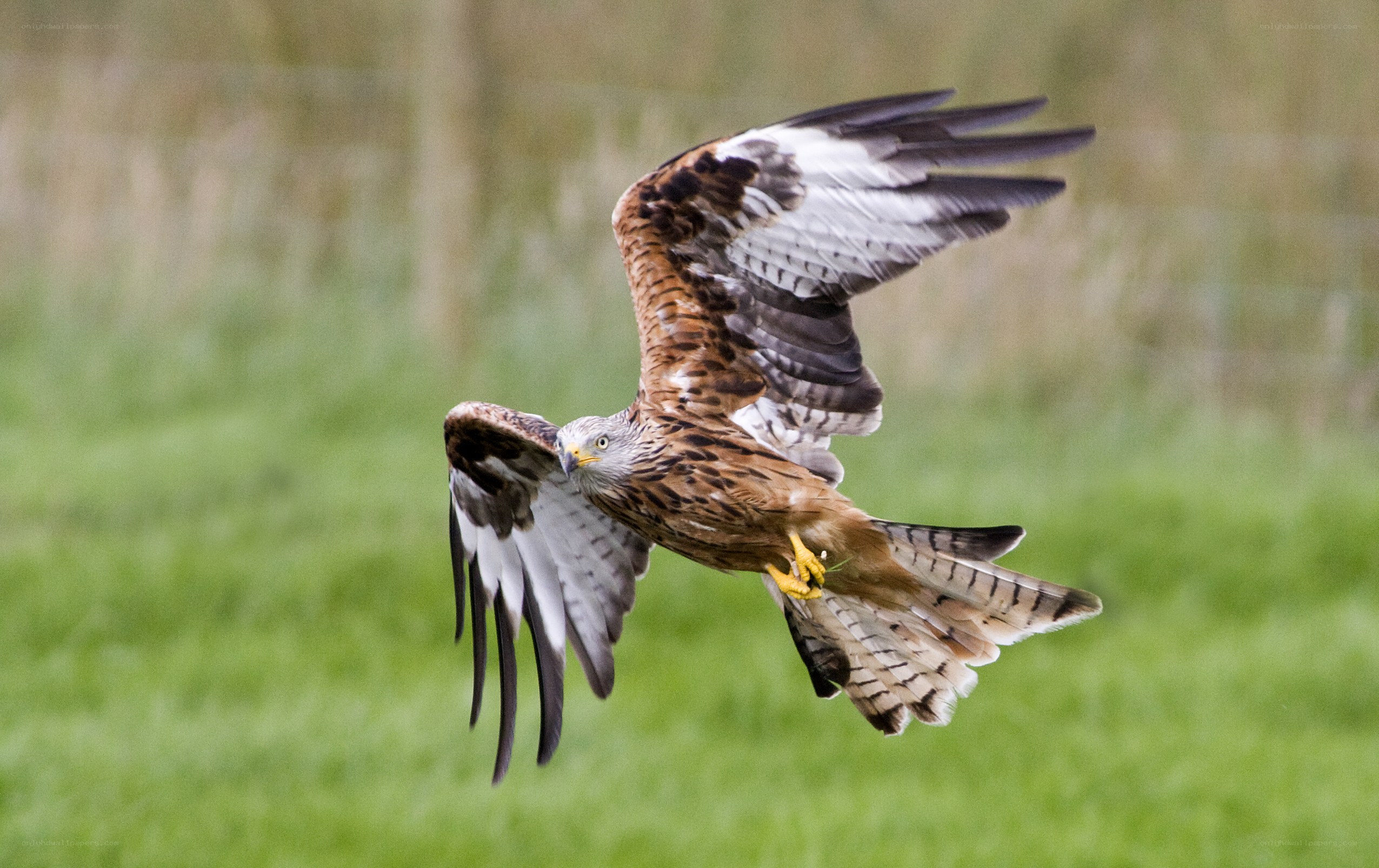 Red kite in flight