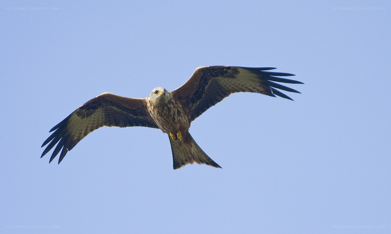 Red kite in flight