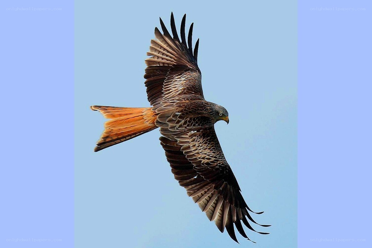 Red kite in flight