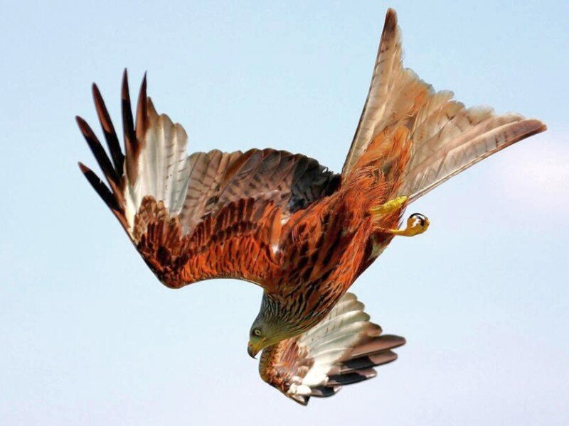 Red kite in flight