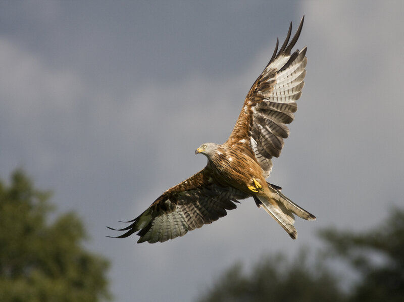 Red kite in flight