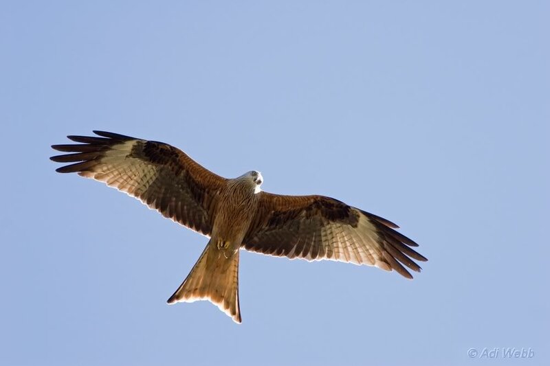 Red kite in flight